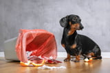 7 Tipps wie Sie Gefahren für den Hund im Haushalt vermeiden